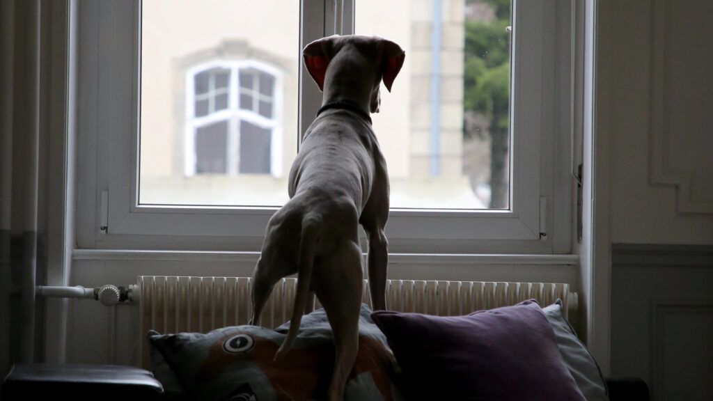 Hund guckt aus dem Fenster